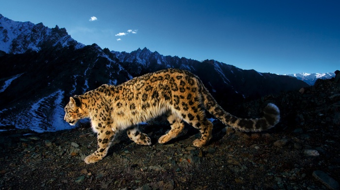 big cats, rock, sky, animals, Apple Inc., leopard