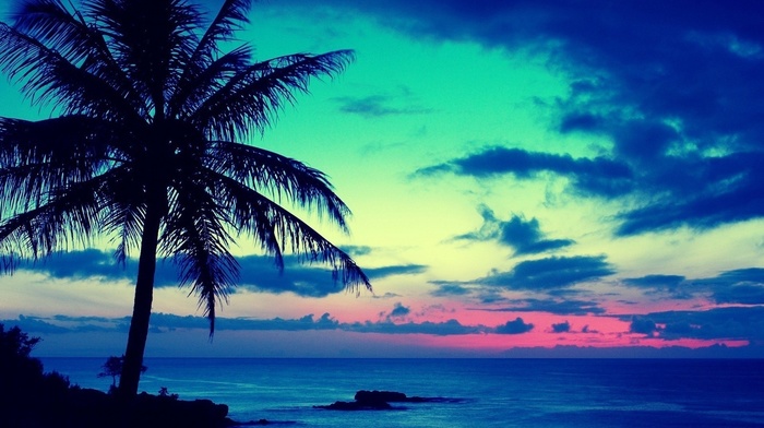 azure, sea, palm, summer