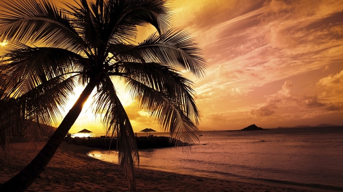palm, ocean, summer