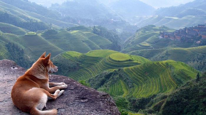 terraced field, landscape, dog