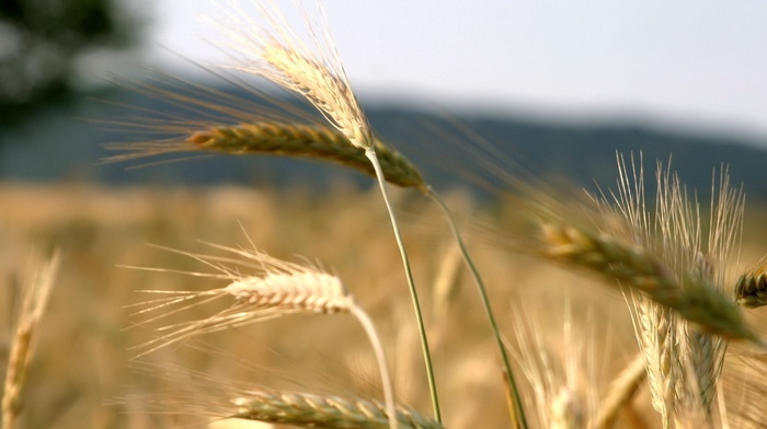 field, sky, summer