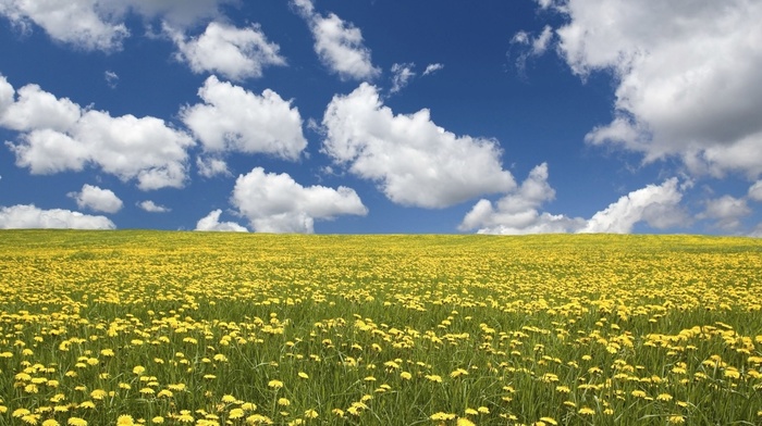 flowers, summer, sky, field, clouds, grassland