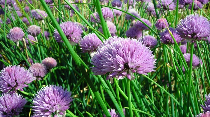 grass, summer