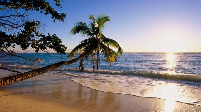 summer, palm, sand, foam, sea