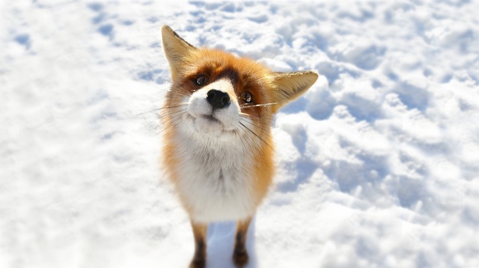 anime, fox, snow, animals