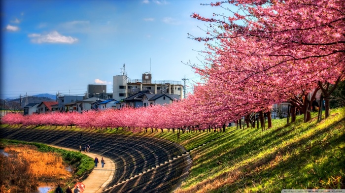 trees, landscape, cherry blossom, path, Japan, sky, pink