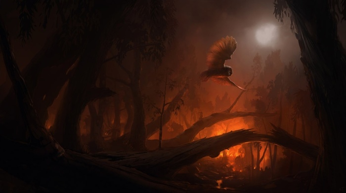 fire, forest, owl
