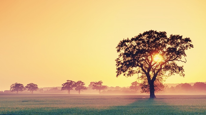 trees, landscape