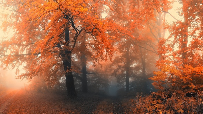 leaves, trees, landscape, forest