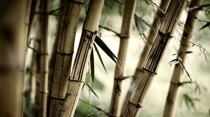 nature, plants, bamboo, leaves