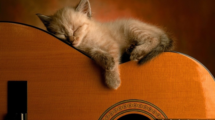 guitar, kitten, animals