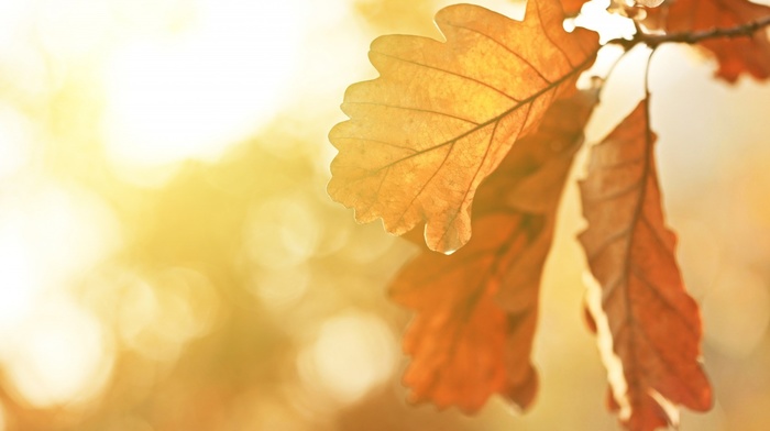 leaves, oak, fall