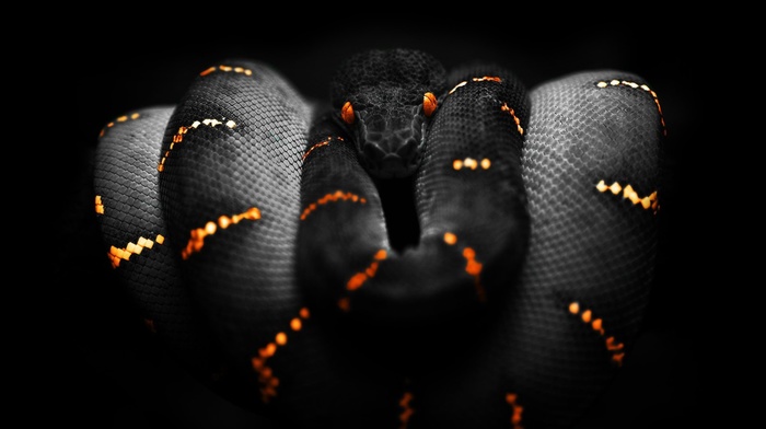 snake, selective coloring, black, Boa constrictor, orange