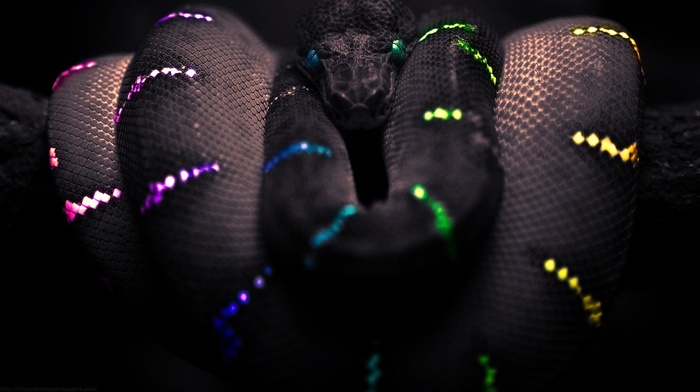 selective coloring, snake, black, Boa constrictor