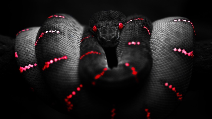 red, Boa constrictor, black, snake