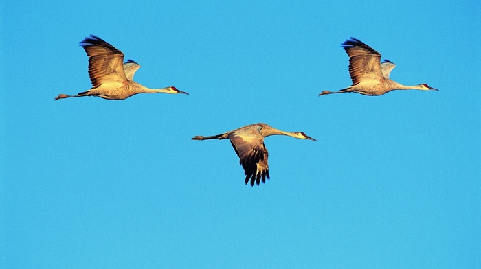 animals, sky, birds