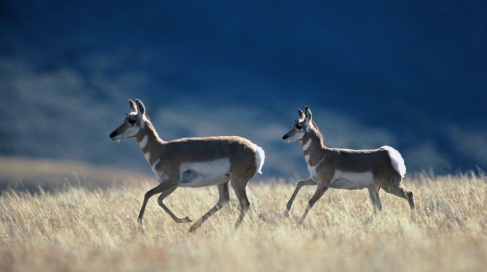 field, animals