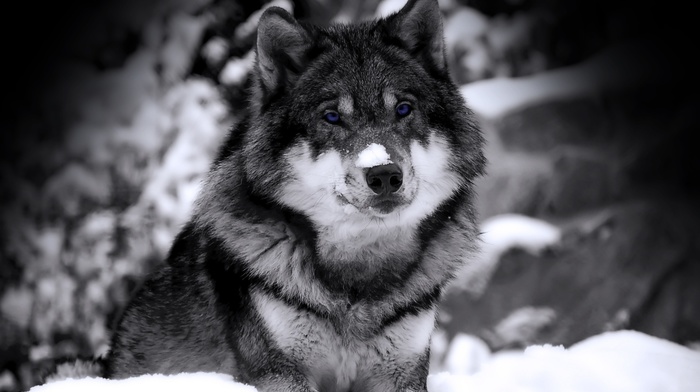 blue eyes, animals, wolf