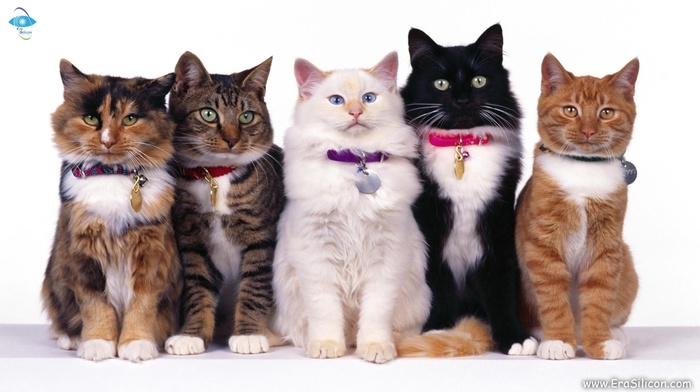 redhead, animals