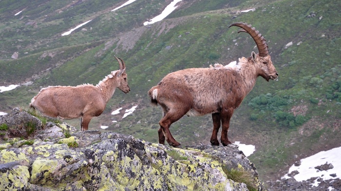 horns, mountain, animals