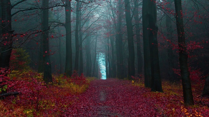 mist, fall, dirt road, leaves