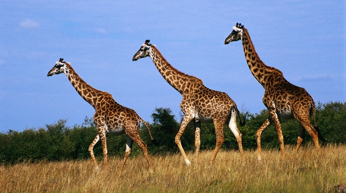 animals