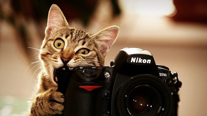 Nikon, camera, cat, animals, biting