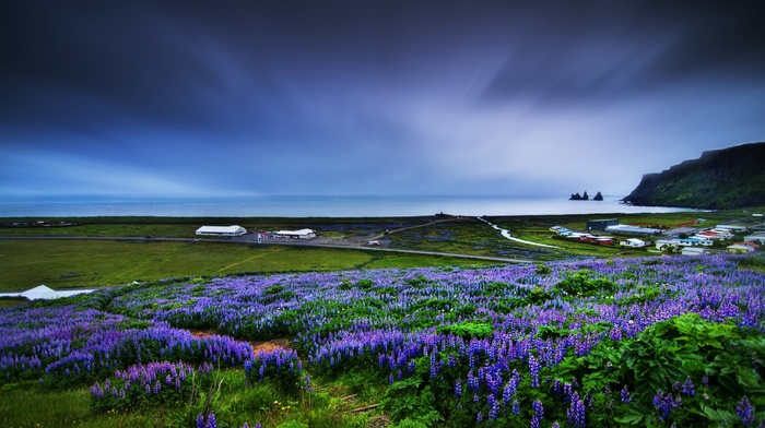 landscape, nature, muscari, blue flowers, field, flowers, coast