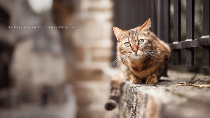 animals, quote, cat, fence