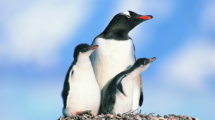animals, penguins