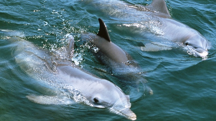 animals, water