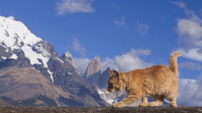 mountain, animals, cat