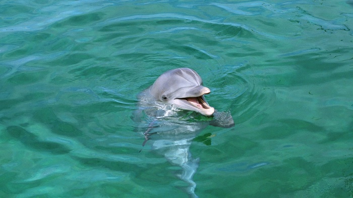 smiling, animals