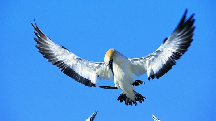 animals, sky, birds