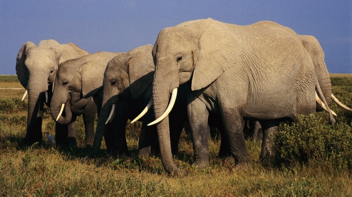 elephants, animals