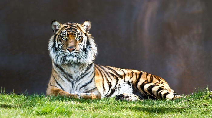 animals, tiger