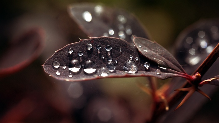 water drops, leaves, macro