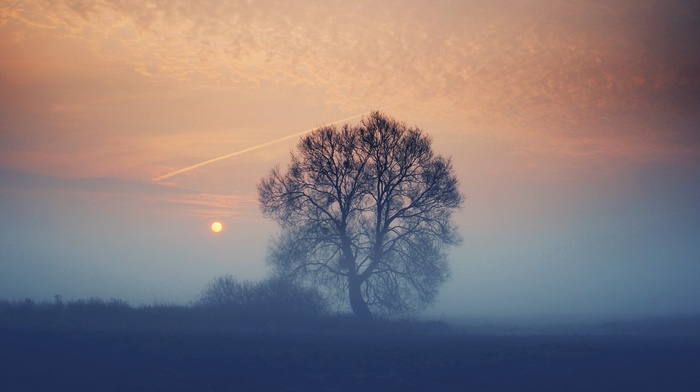 plants, trees, landscape, nature