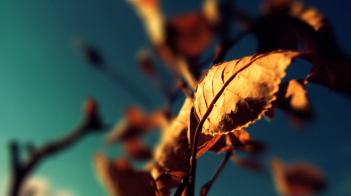 nature, fall