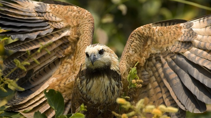 bird, dark eyes, animals