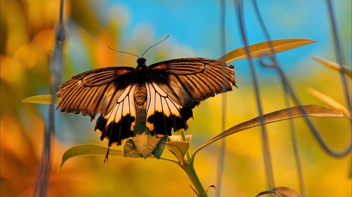 butterfly, animals