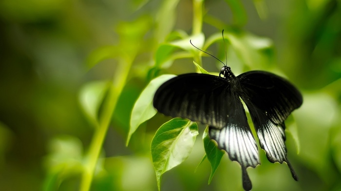 animals, butterfly