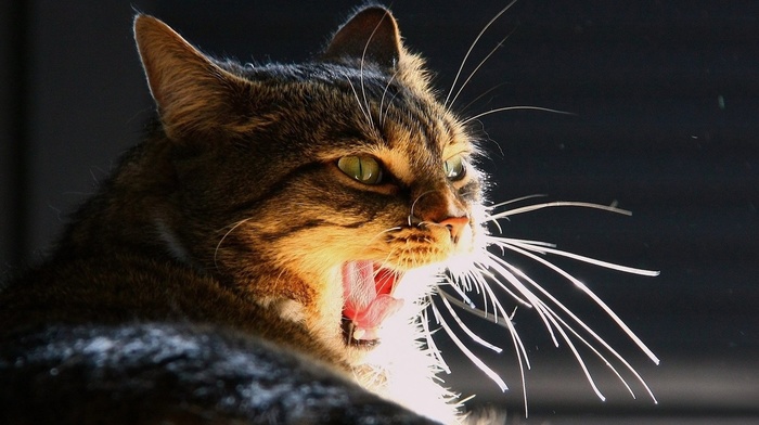 cat, feline, yawning