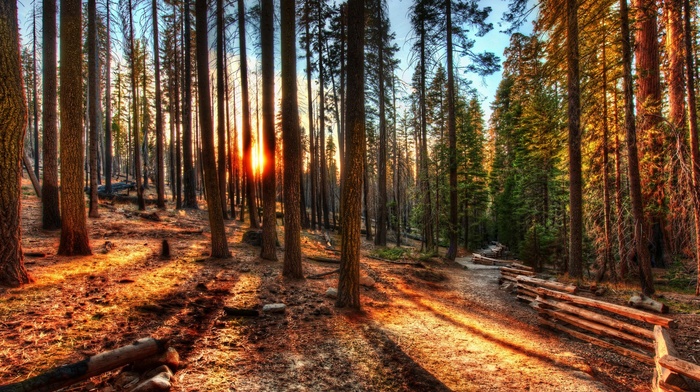 path, HDR, sunset, nature, trees