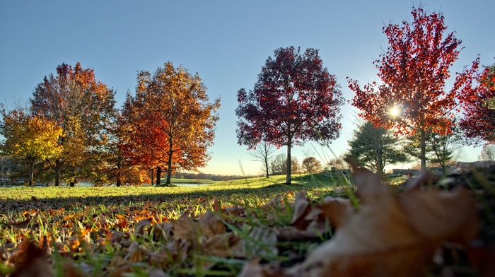 landscape, leaves, nature