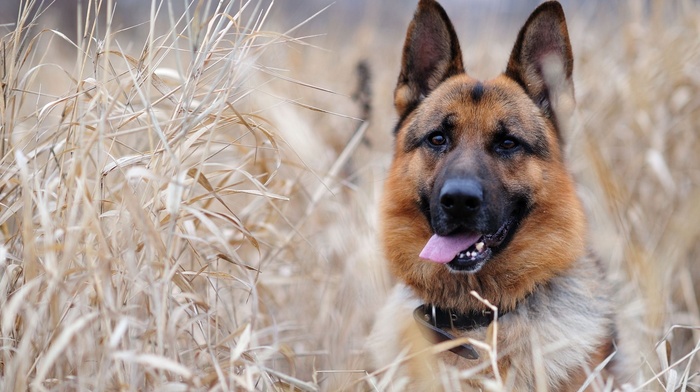 grass, dog, animals