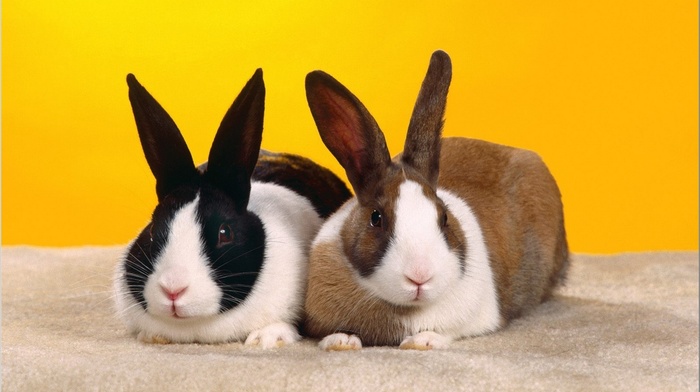 animals, rabbits