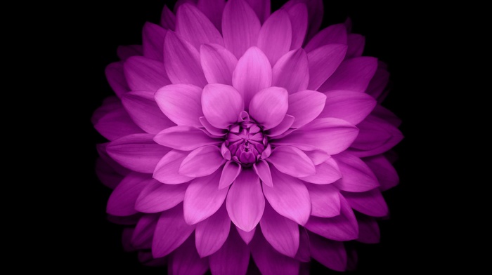 iOS 8, flowers, purple flowers