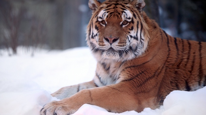 animals, tiger