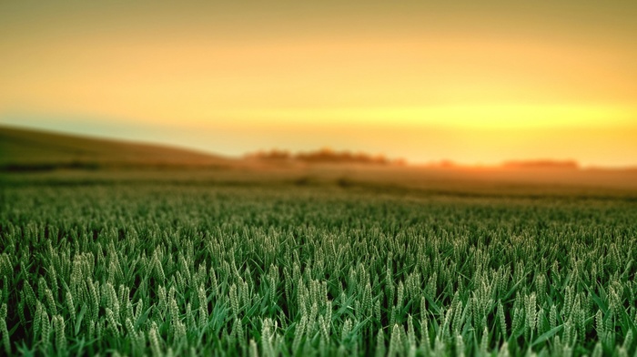 Ubuntu, field